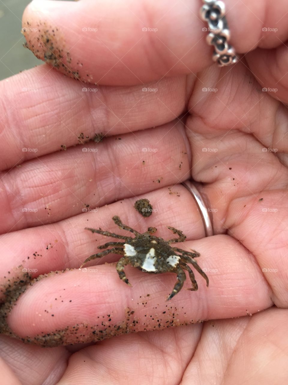 Cute little crab on Shanklin beach IOW