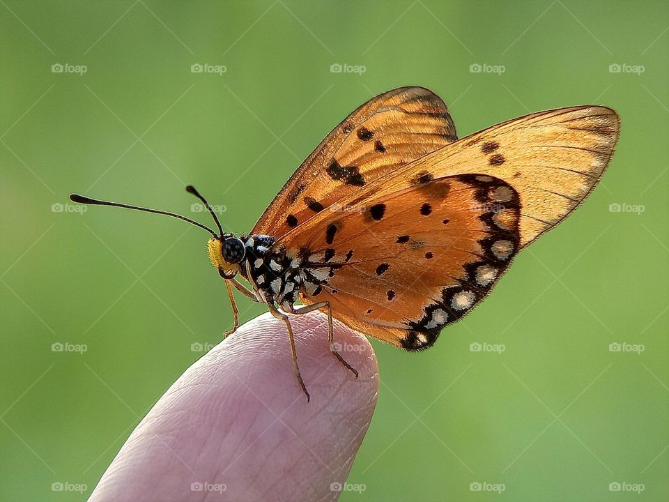 Insects on the finger, Butterfly, Acraea Terpsicore, Tawny Coaster, Close up, macro, depth of field