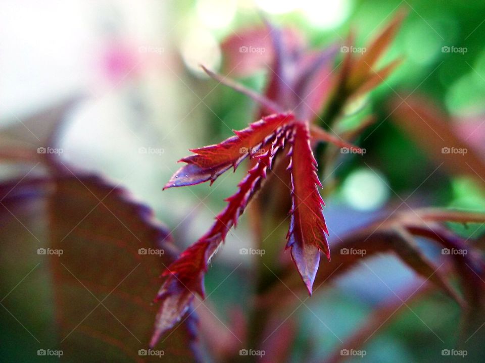 rose leaves