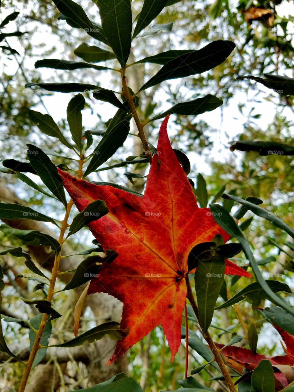 red leaf caught.