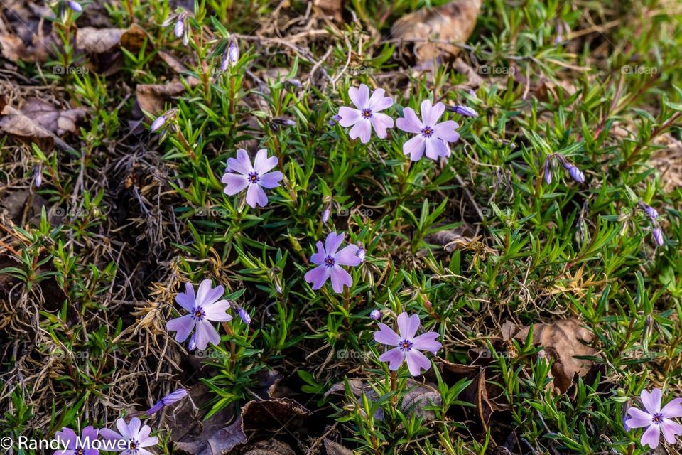 Creeping phlox 