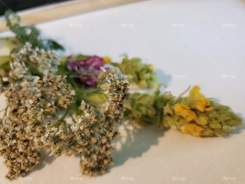 Mullein, Yarrow, Clover