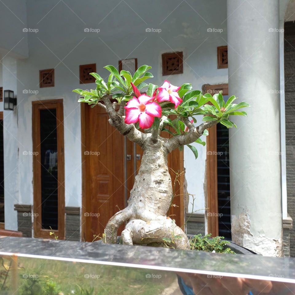 adenium is a species of ornamental plant, the stem is large, the lower part resembles a tuber.