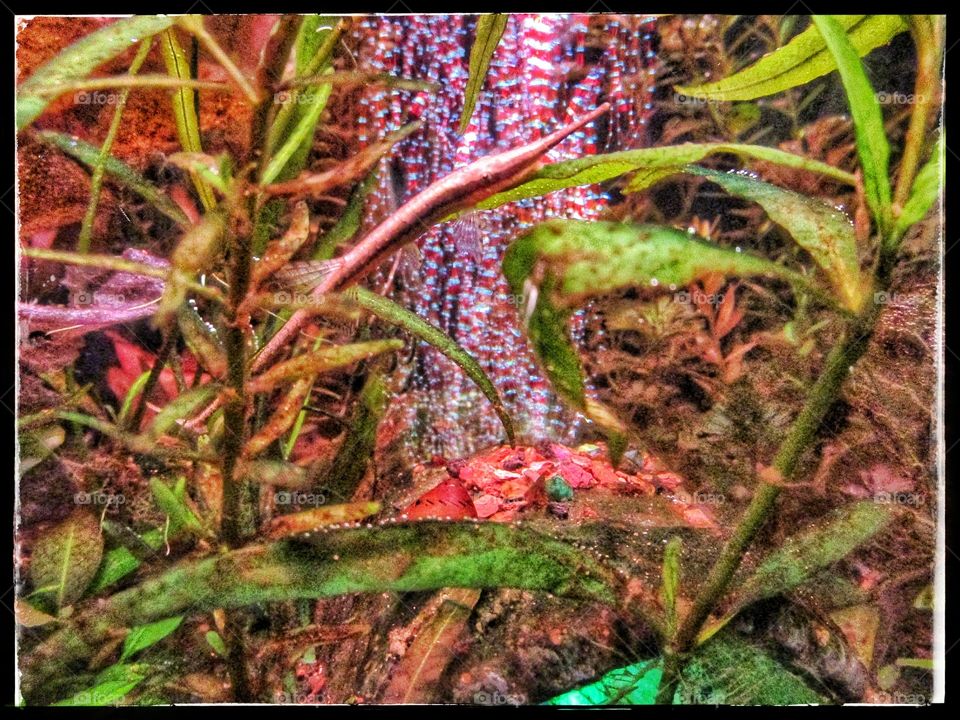 twig catfish swims through bubbles