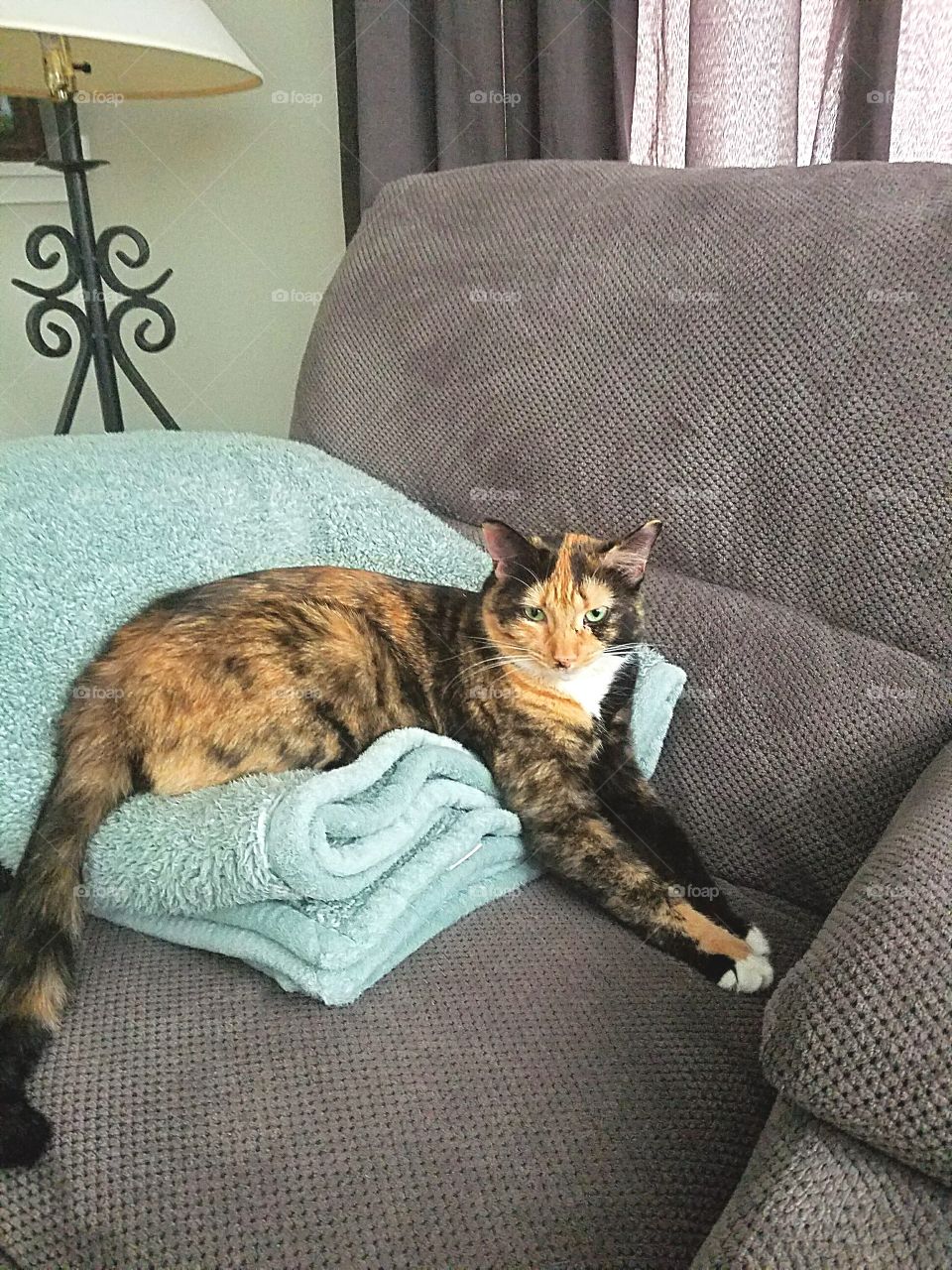 calico cat on a fluffy blanket