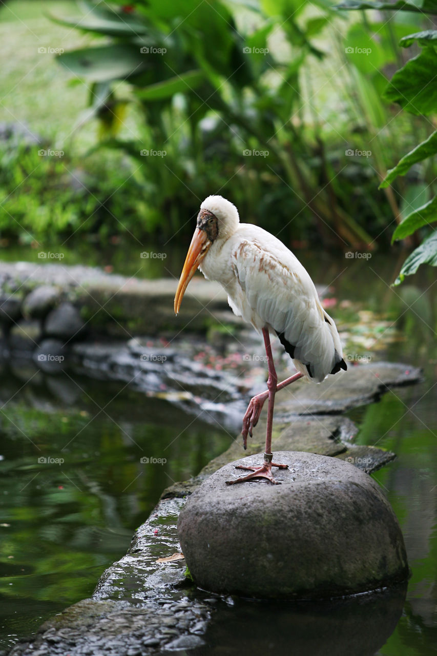 Adult milky stork stands in the swamp