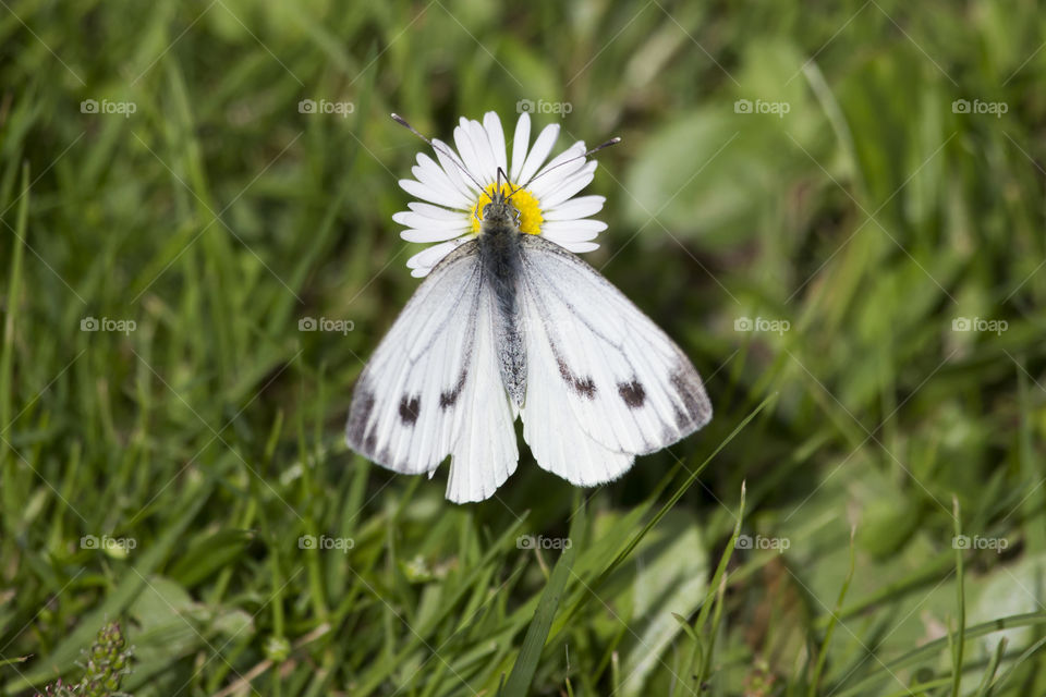 White grey butterfly on daisy flower 