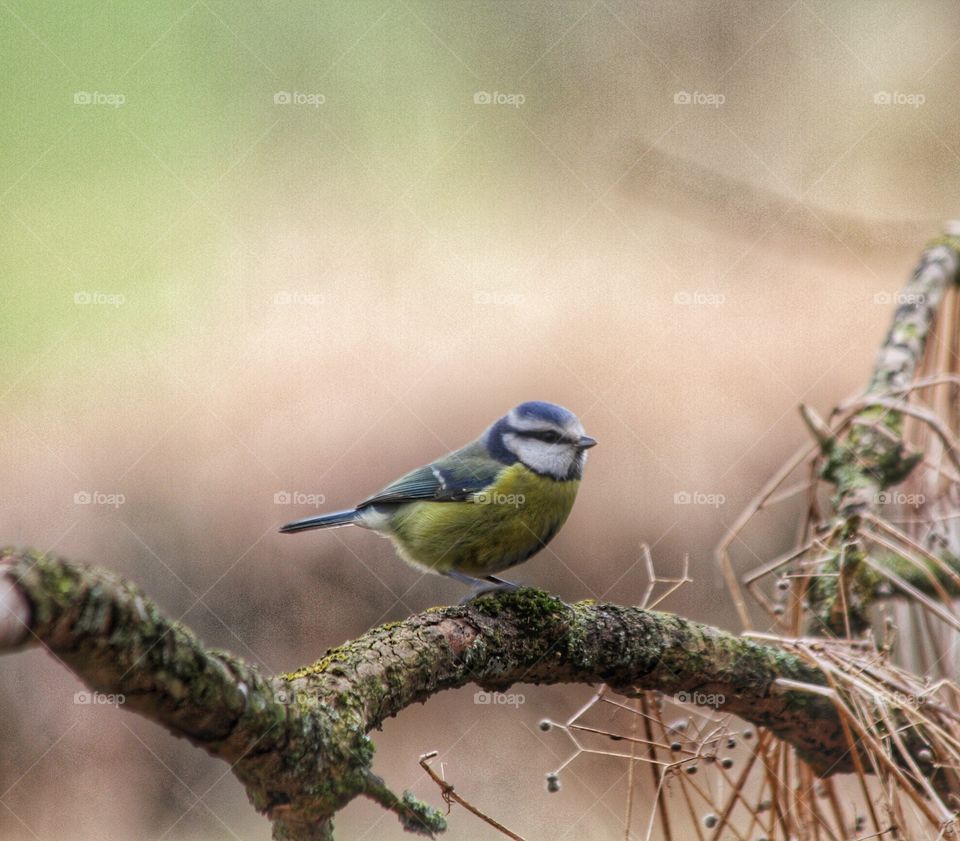 Blue Tit On a Branch. A colourful blue tit sat on a branch