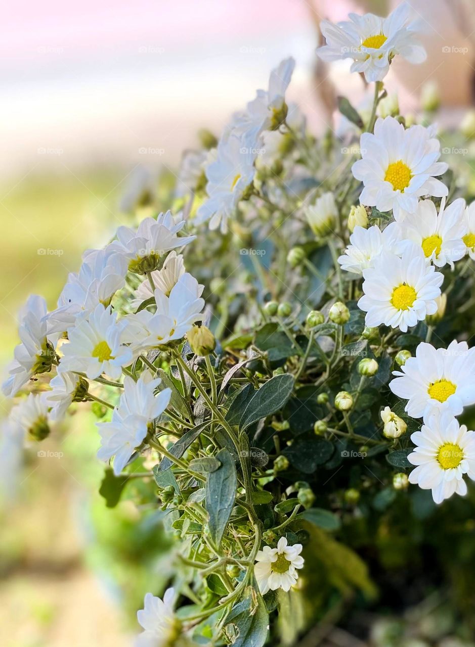 forests - Flowers 