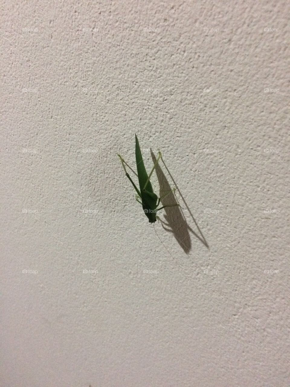 No Person, Insect, Invertebrate, Wildlife, Daylight