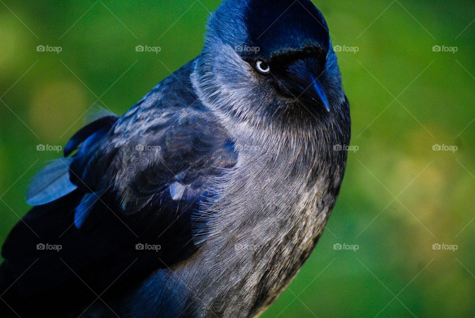 A wild jackdaw bird