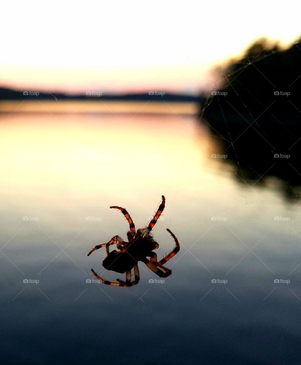 spider during dusk by lake.