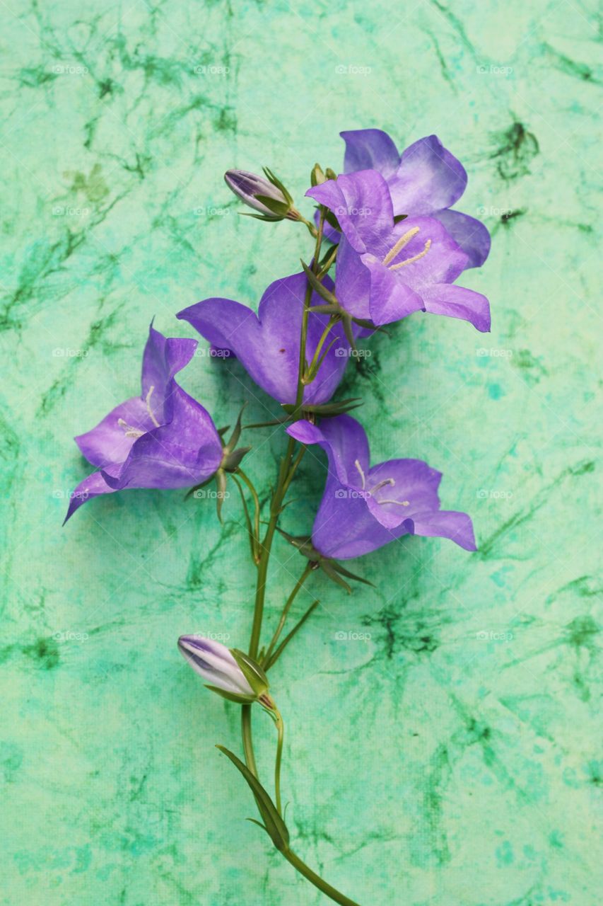 Blue bellflowers also called as campanula on green background 