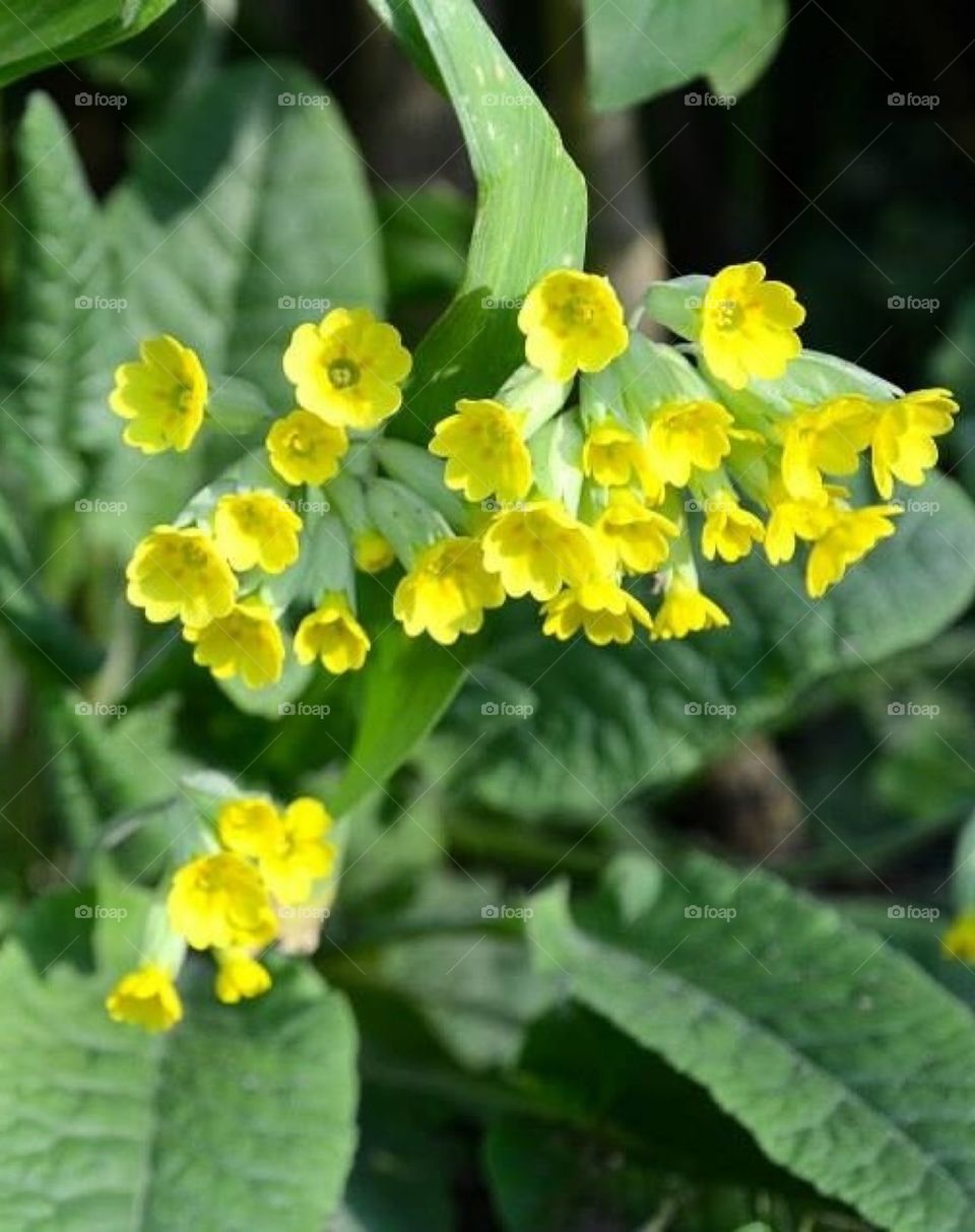 Cowslip