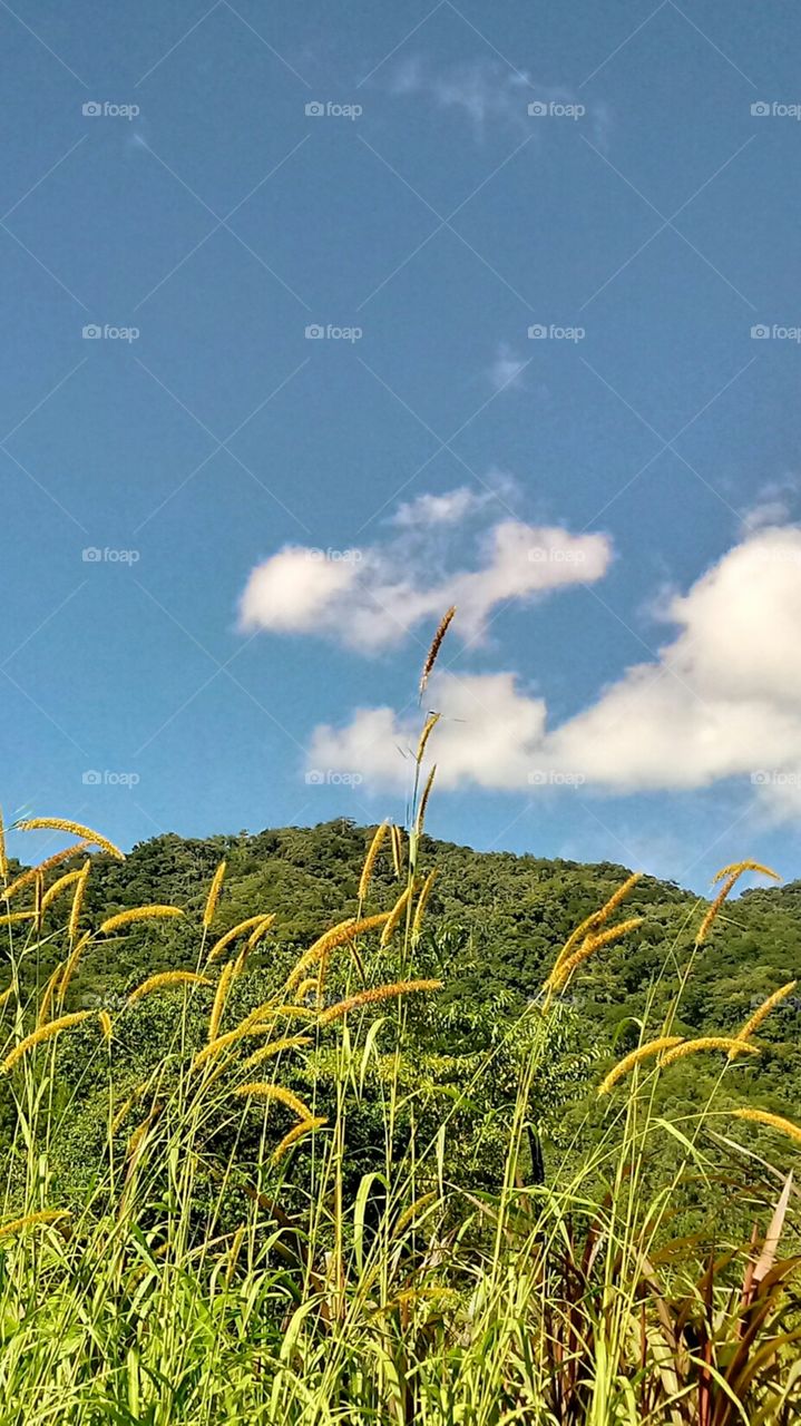 NATURAL NATURE NATUR PLANTS HORIZONT