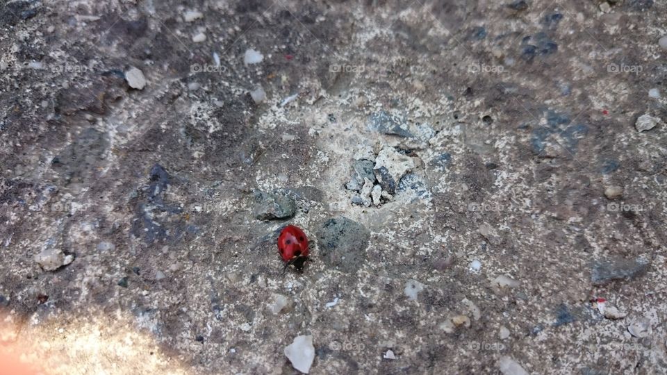 The Little Ladybug