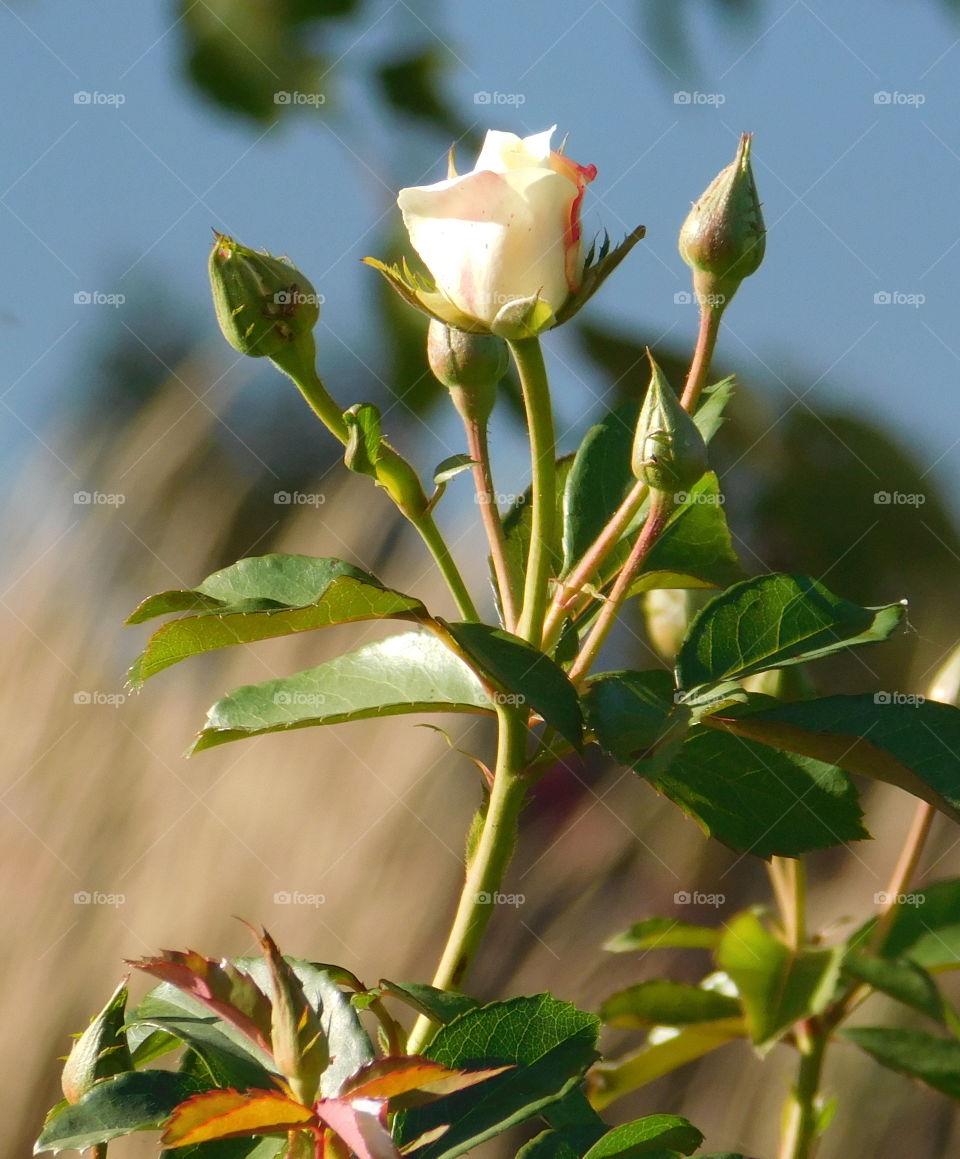 White Rose bud