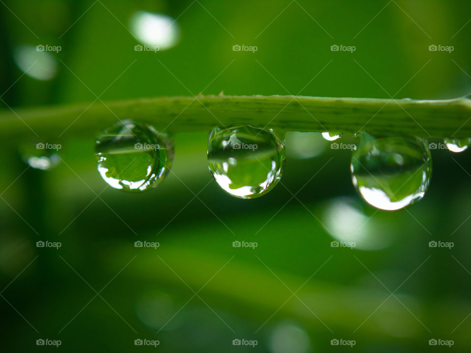 water drips haning from a plant