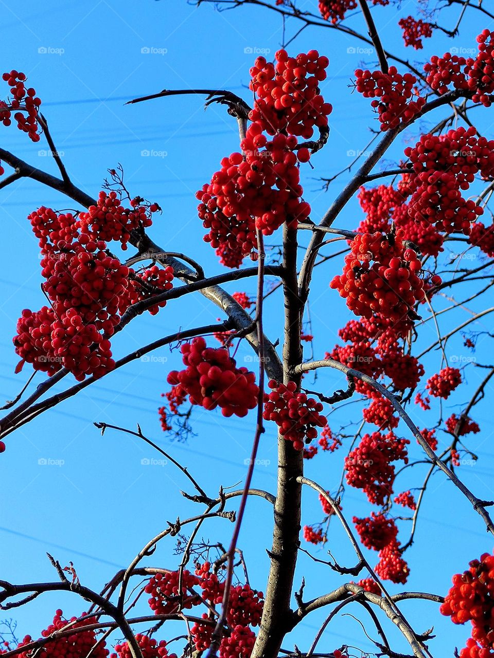 Plants.  On a blue background, a rowan tree with clusters of red berries.  Contrast.  Nature
