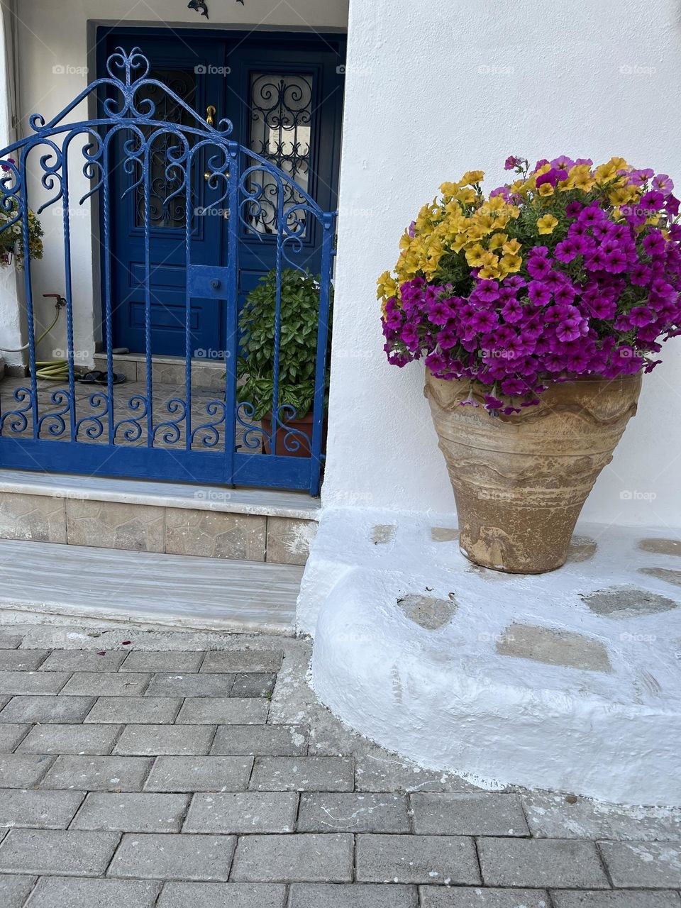 Purple and yellow flowers in a big pot 