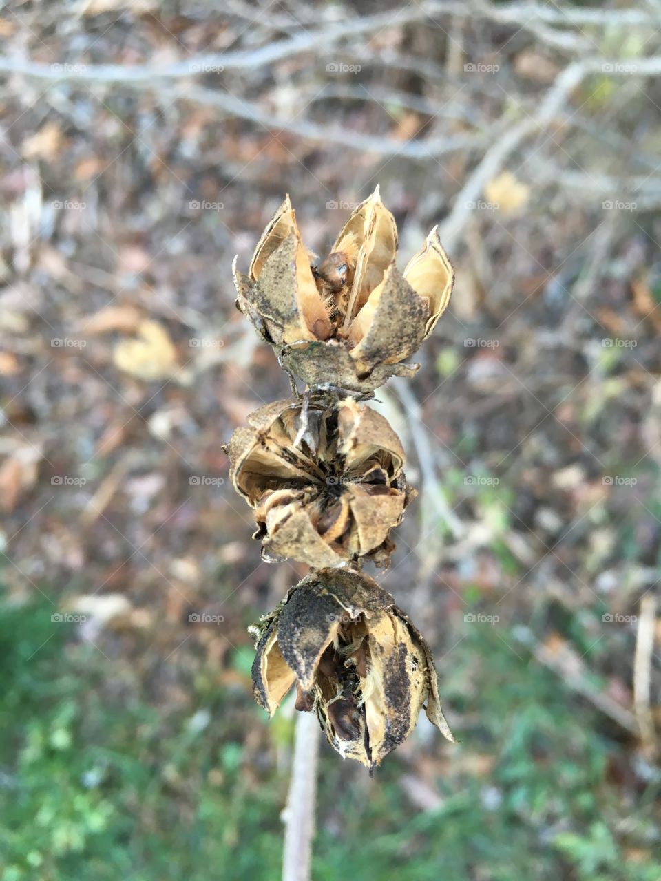 Seed pods on tree