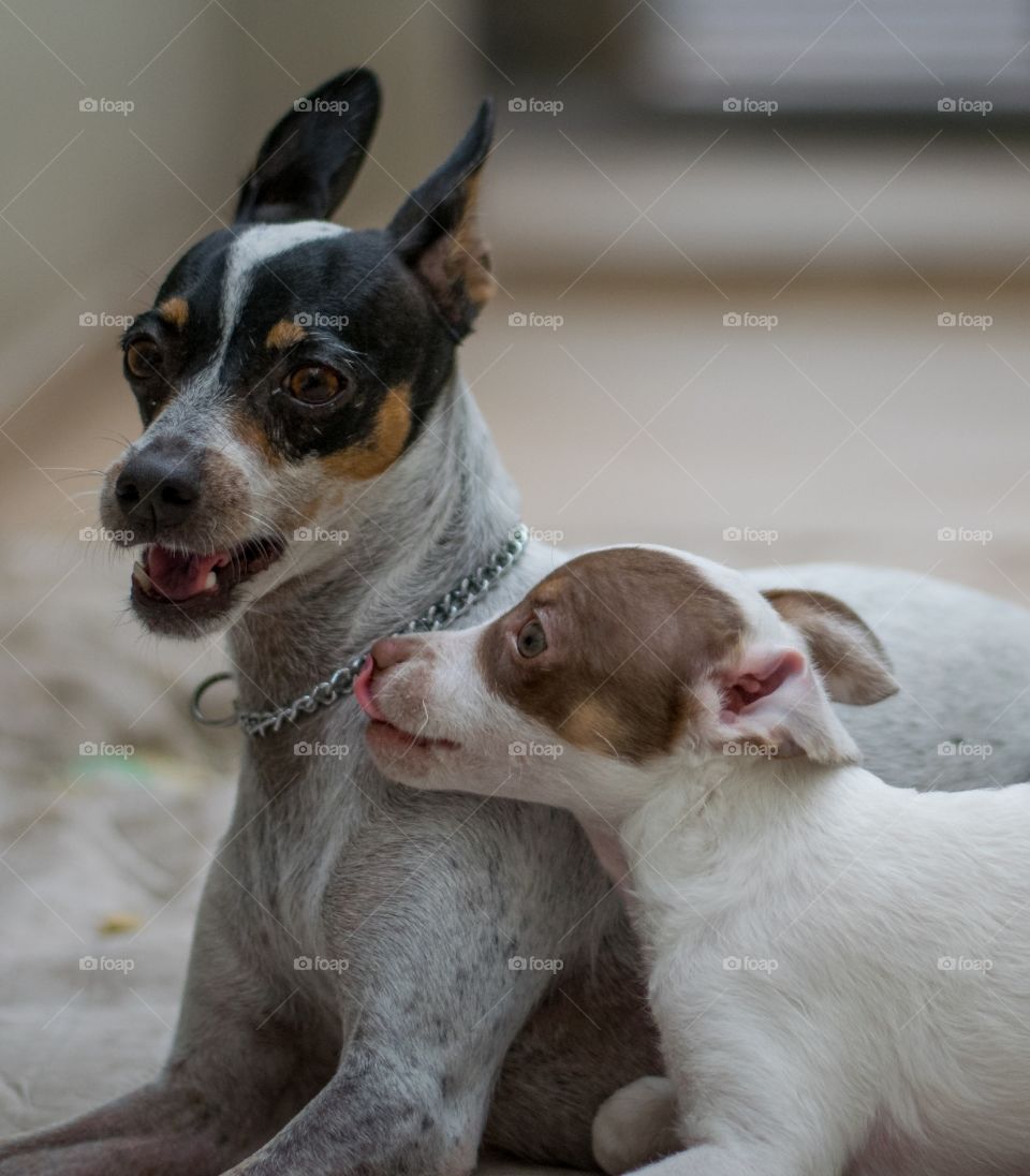 pedindo desculpas pra mamãe