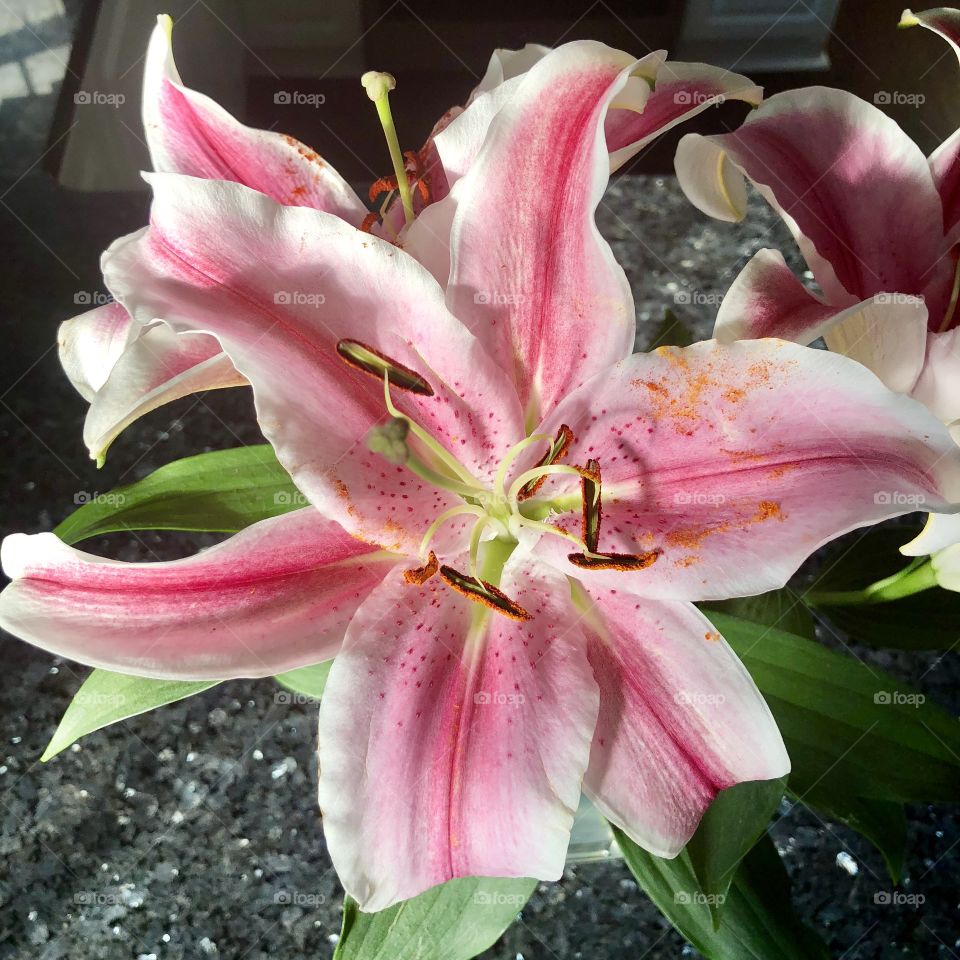 Pink and white flower