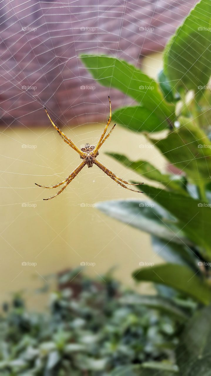 spider . spider on his spiderweb 