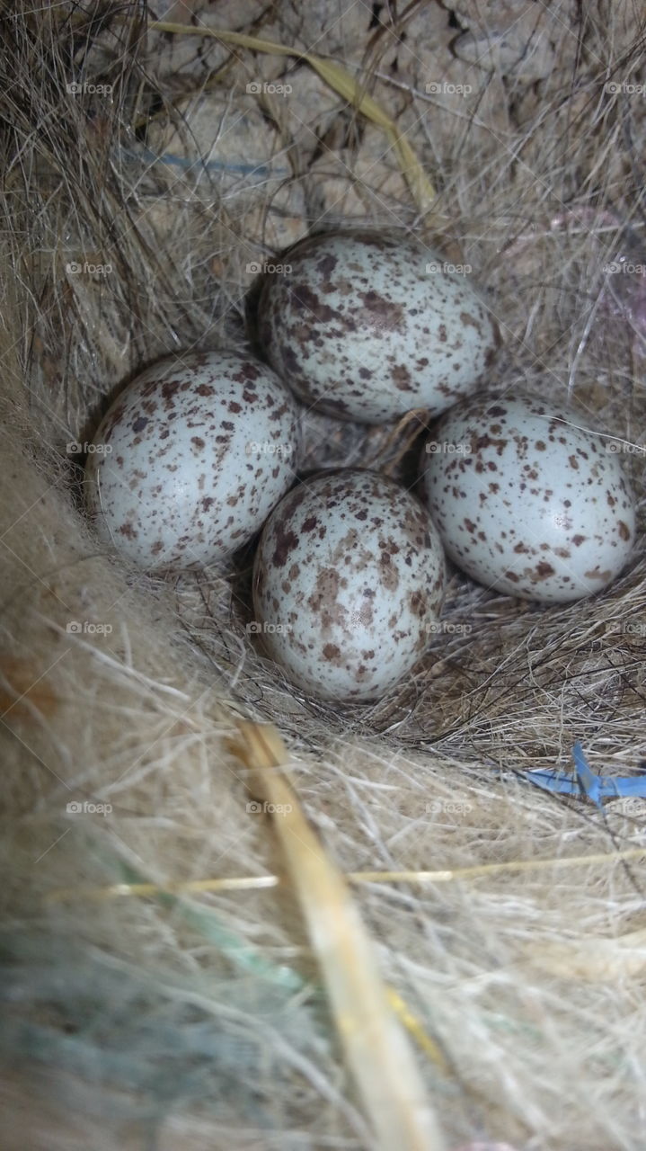bird eggs