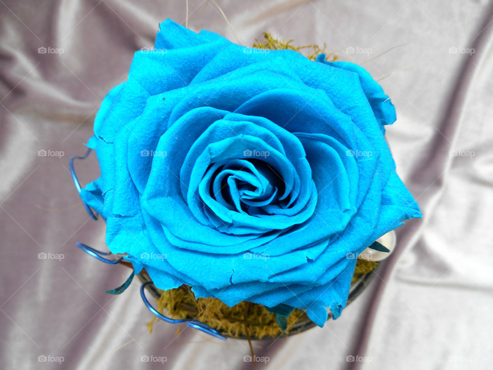 Blue rose