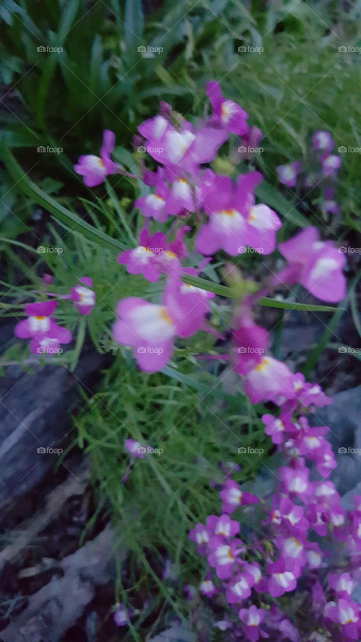 blured flower purple