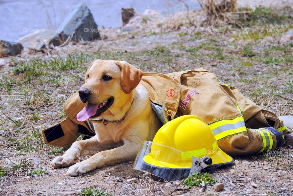 A Fireman’s Best Friend
