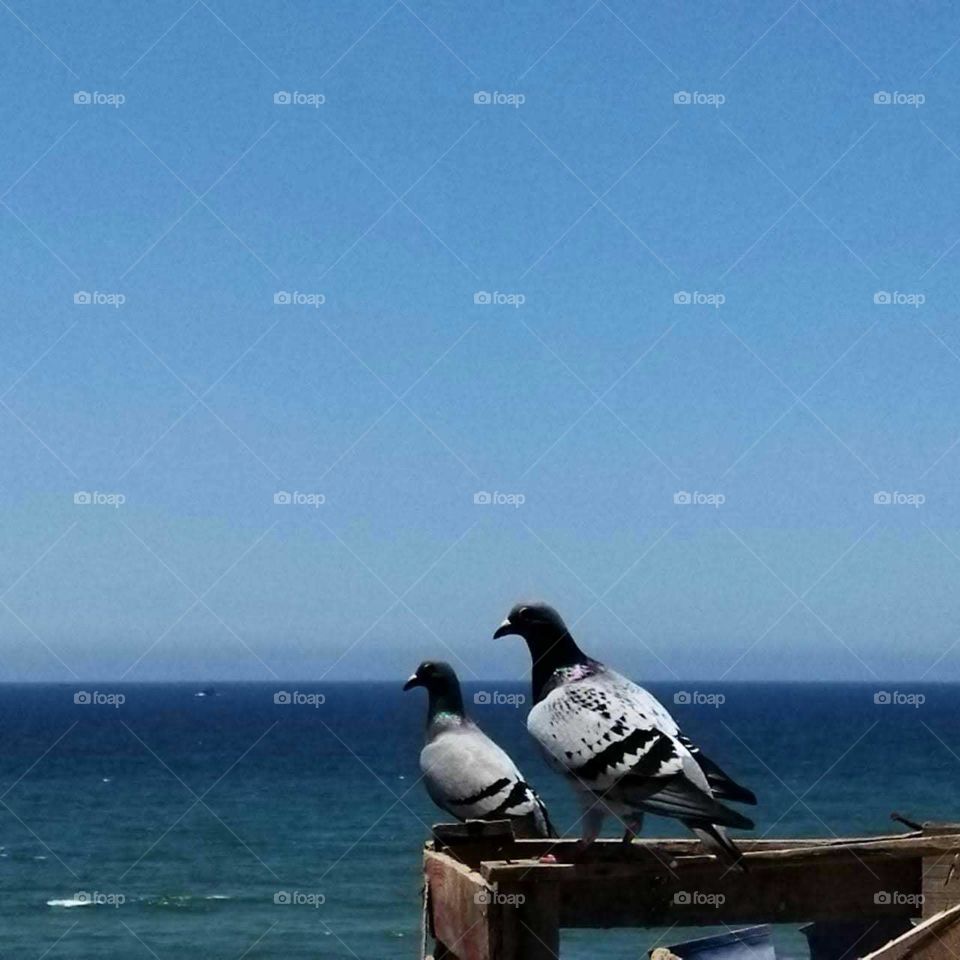 Beautiful bird on a roof.