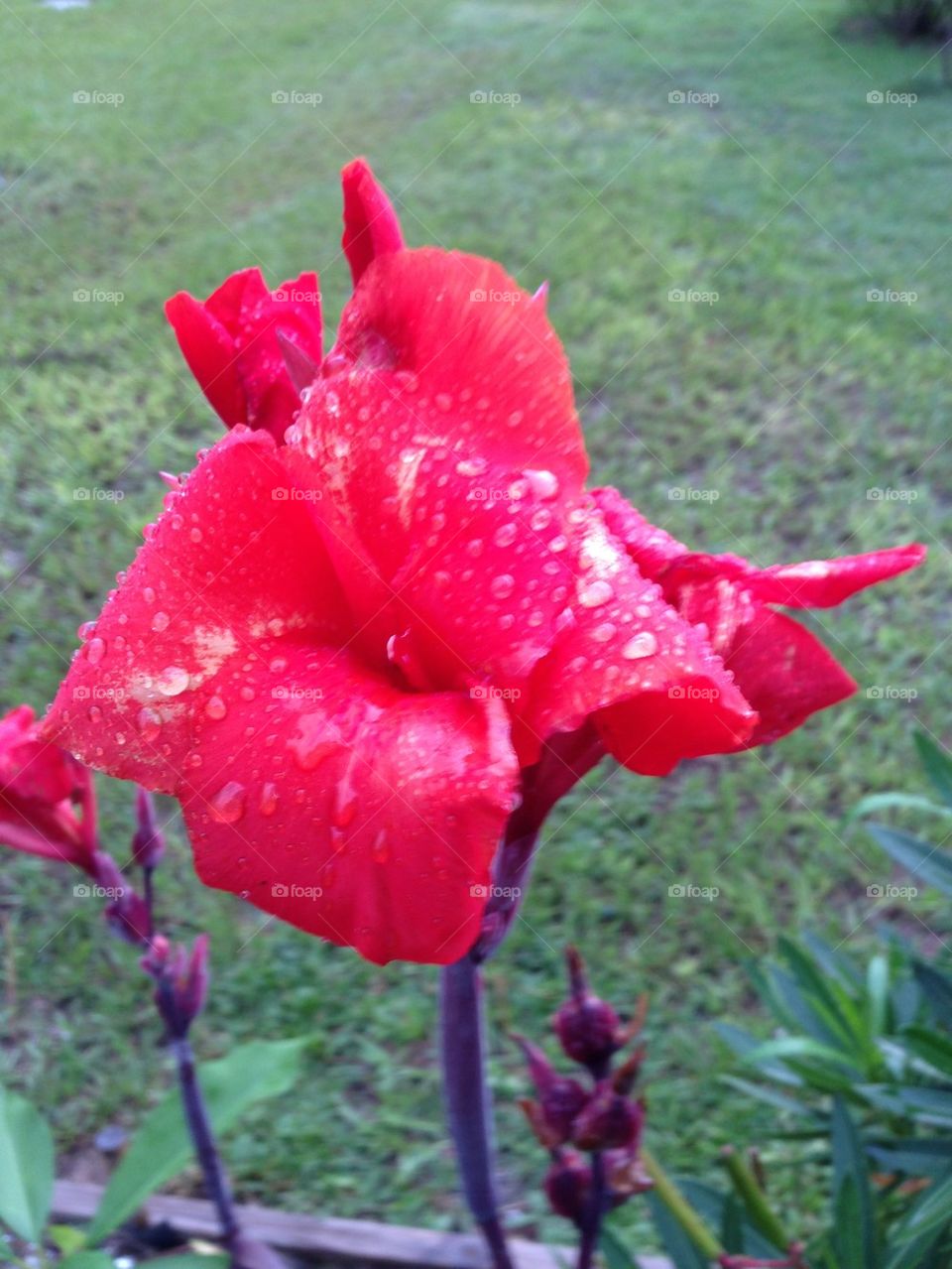 Flowers-Red Canna lily dripping in dew drops.