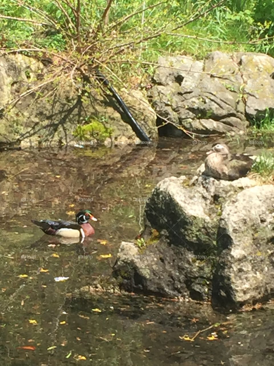 Ducks in the pond
