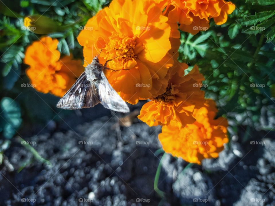 Butterfly on orange flowers of Marigolds illuminated by the sun. Garden.