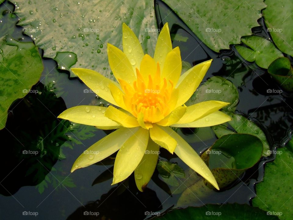 yello beutifull flower