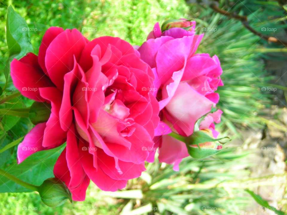 roses no filter slovakia by taborlexi