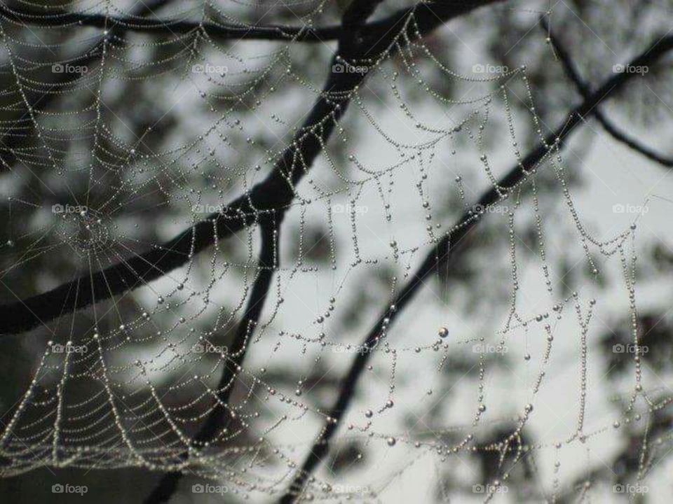 Web