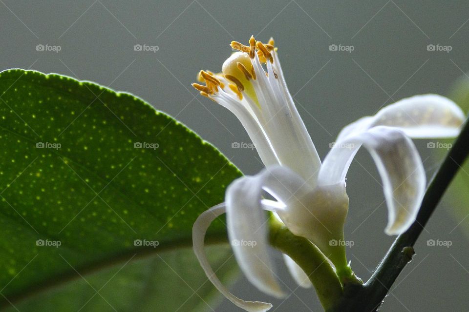 Lemon tree flower