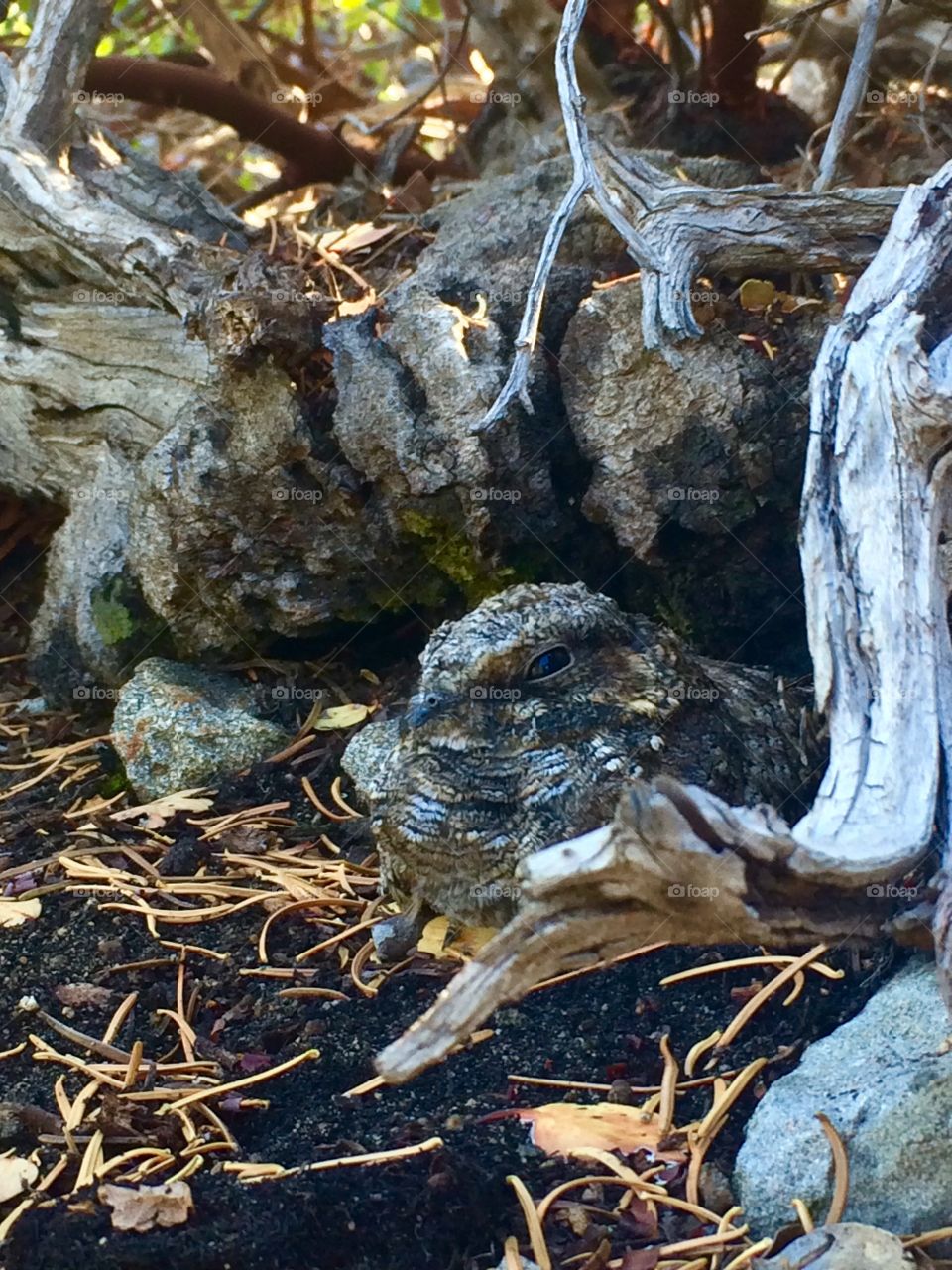 Camo Bird. Watch where you step !!  Almost stepped on this little guy he was so well hidden in the dirt .lighthouse trail Tahoe 