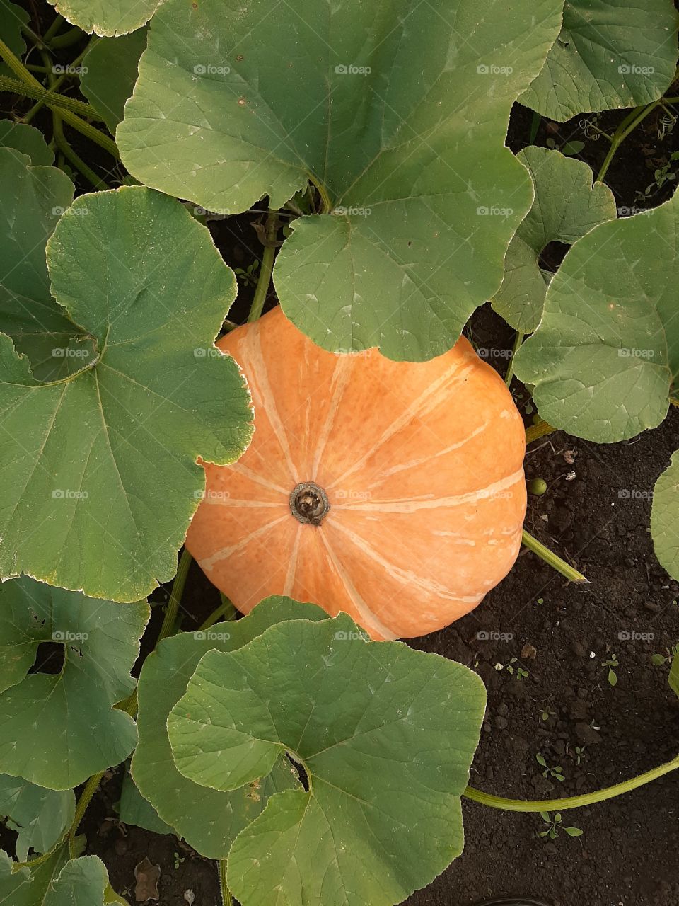 orange pumpkin in the garden