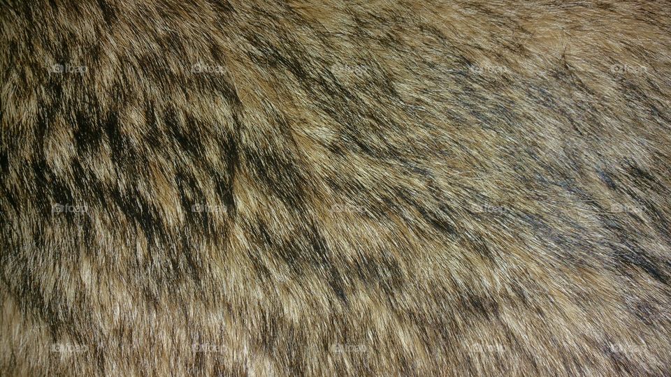 wolf fur