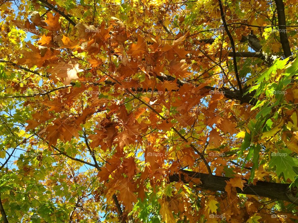 Yellow colored leafs