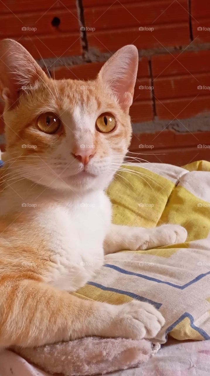 gato amarelo