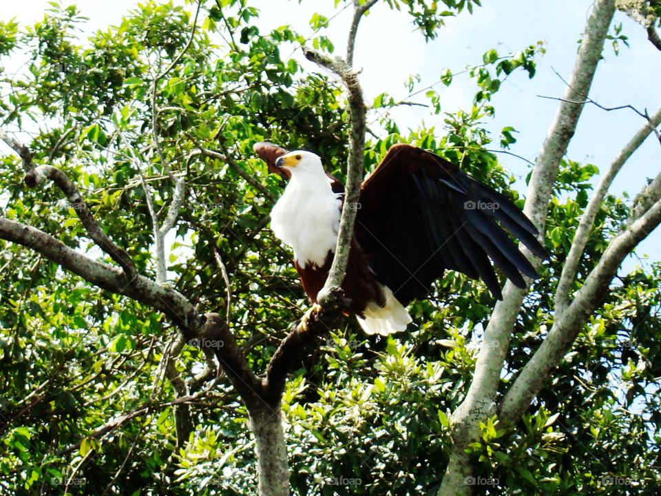 Fish eagle in a tree
