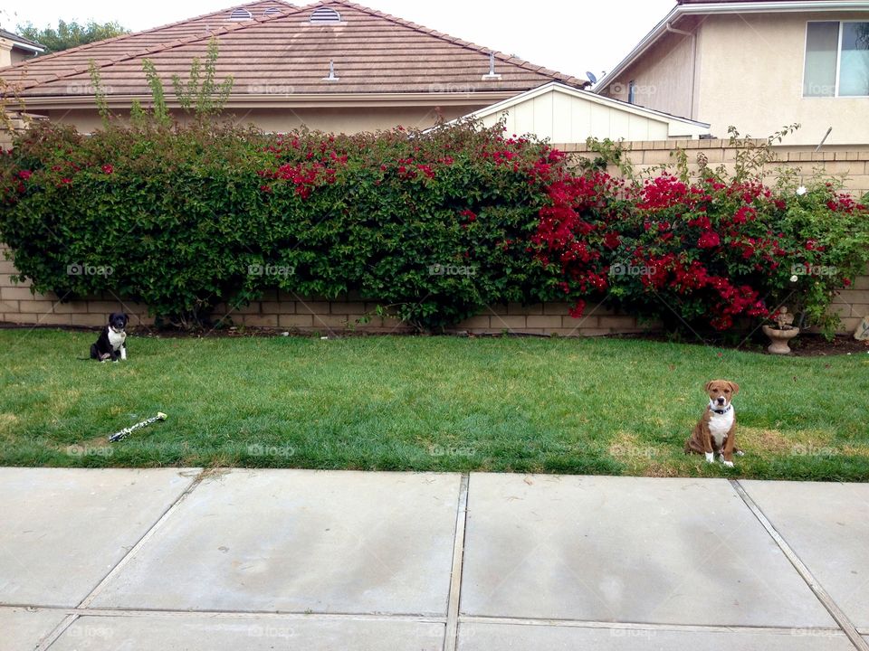 Puppies. Two small puppies staring at the camera. 