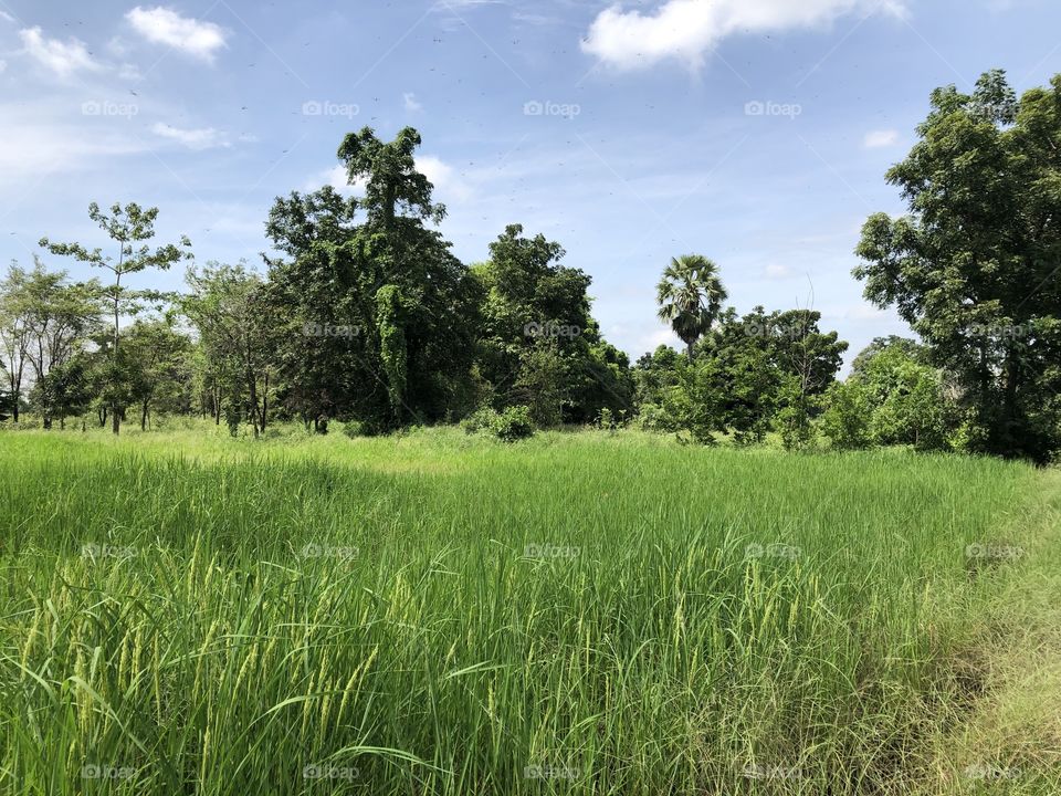 The green color stories, my field ( Countryside)