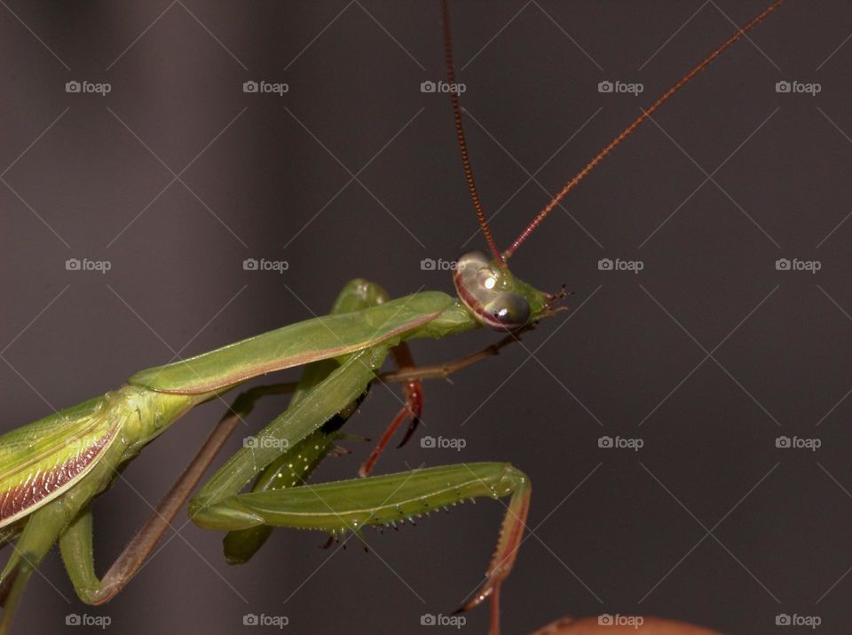 The praying mantis takes good care of its hygiene,cleaning itself very often.