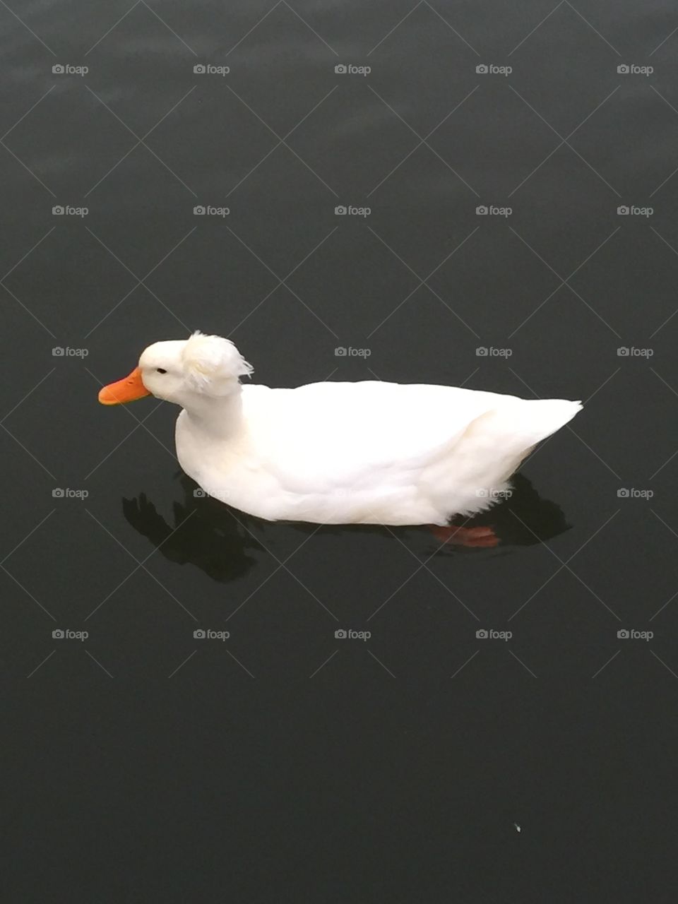 Duck 